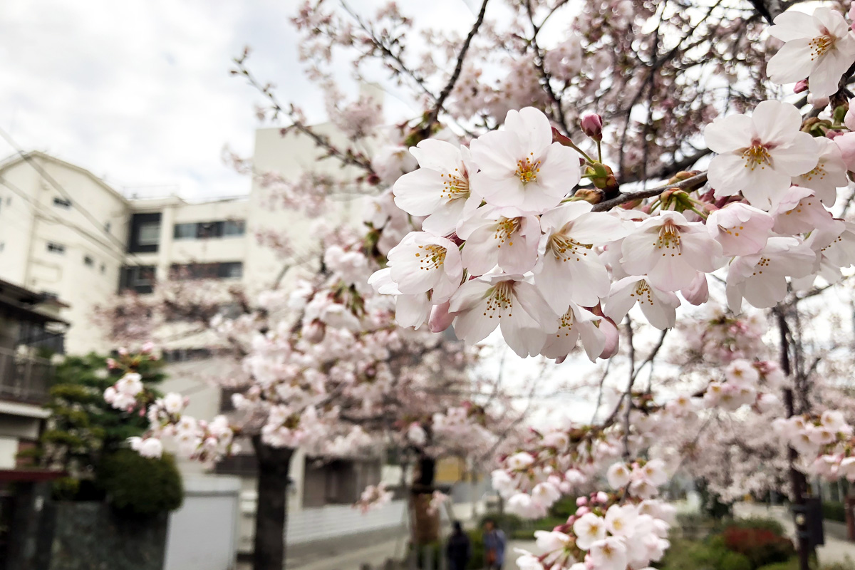 ［七分咲き］北沢川緑道 桜の状況 2018-03-23