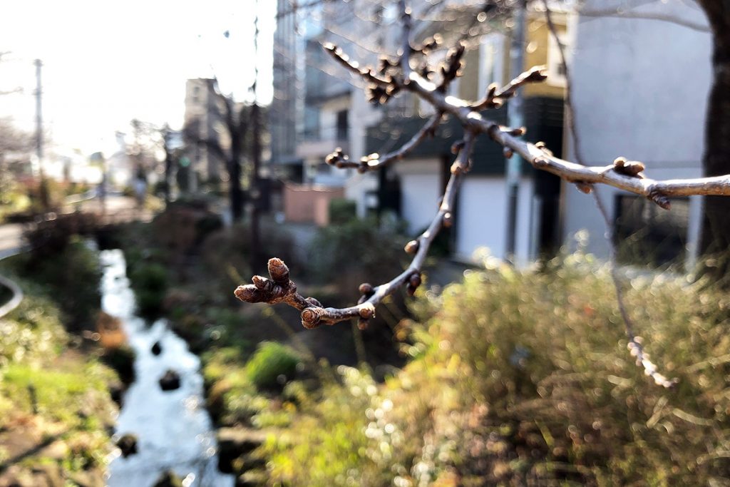 北沢川緑道 桜の状況 2019-03-05