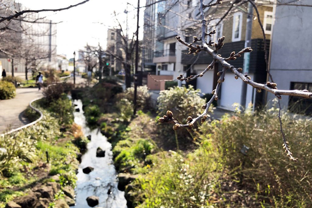 北沢川緑道 桜の状況 2019-03-12