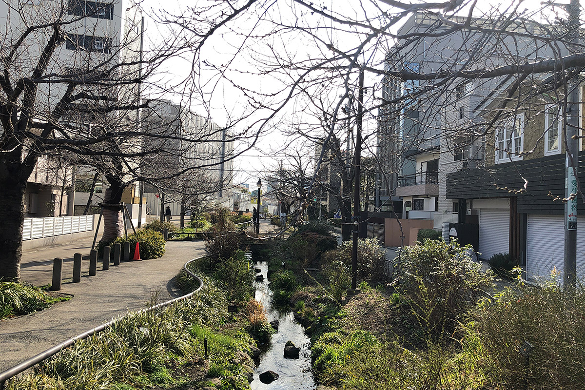 北沢川緑道 桜の状況 2019-03-12