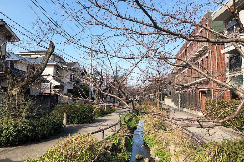 緑道の反対側、まだ、桜の気配は感じられないですね