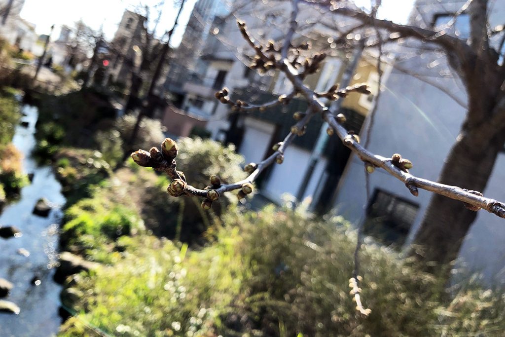 北沢川緑道 桜の状況 2019-03-14