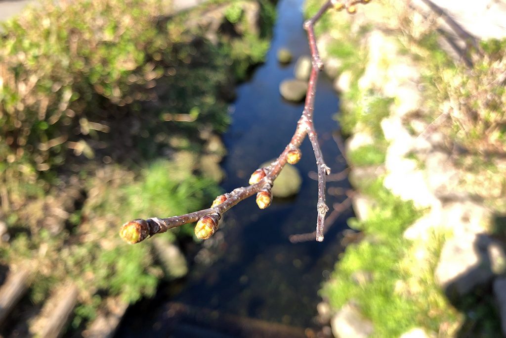 北沢川緑道 桜の状況 2019-03-14
