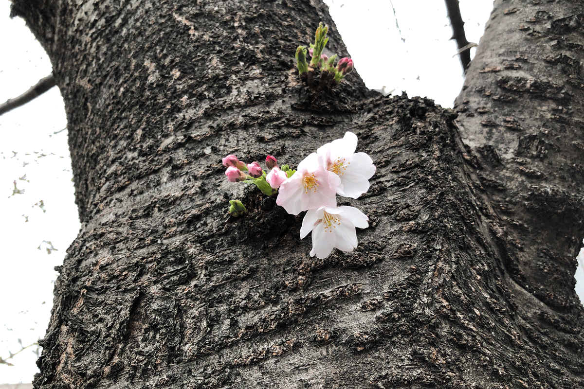 【開花！】北沢川緑道 桜の状況 2019-03-21