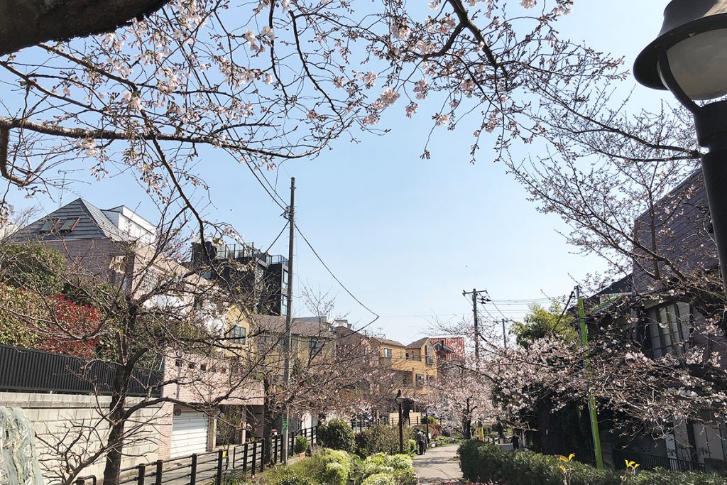 【五分咲き】北沢川緑道 桜の状況 2019-03-27