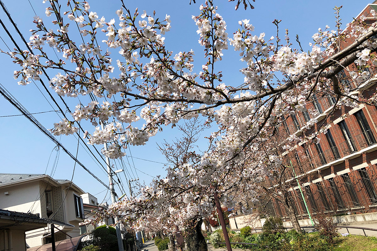 【五分咲き】北沢川緑道 桜の状況 2019-03-27