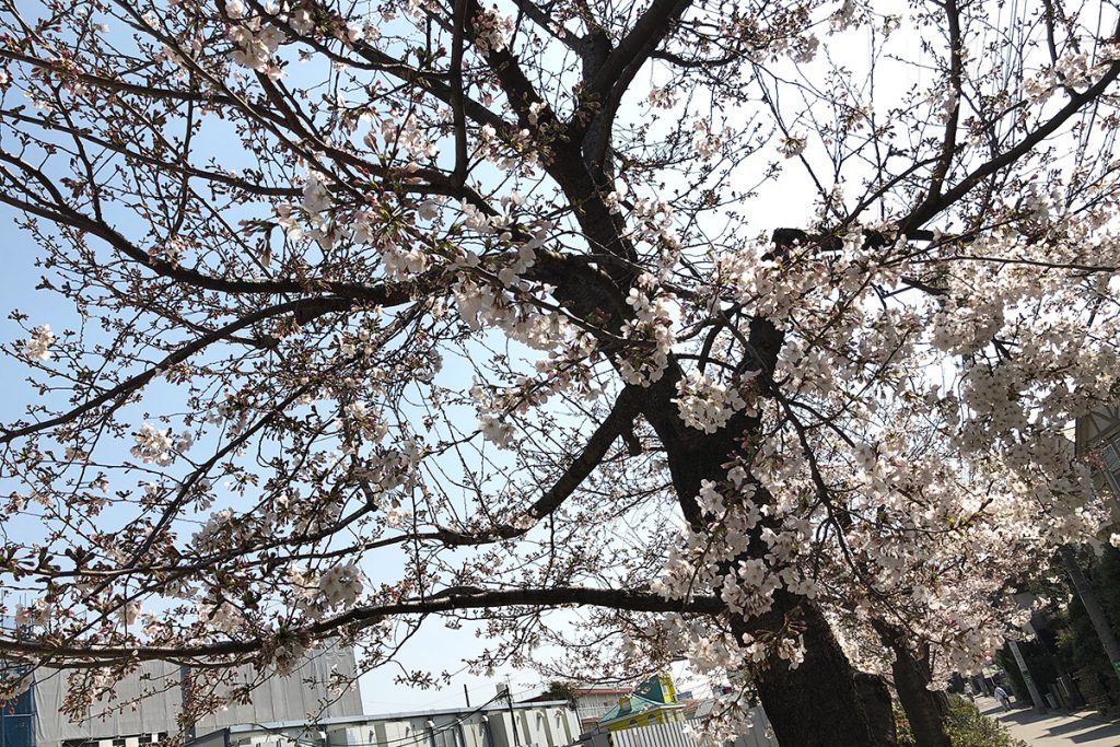 【五分咲き】北沢川緑道 桜の状況 2019-03-27