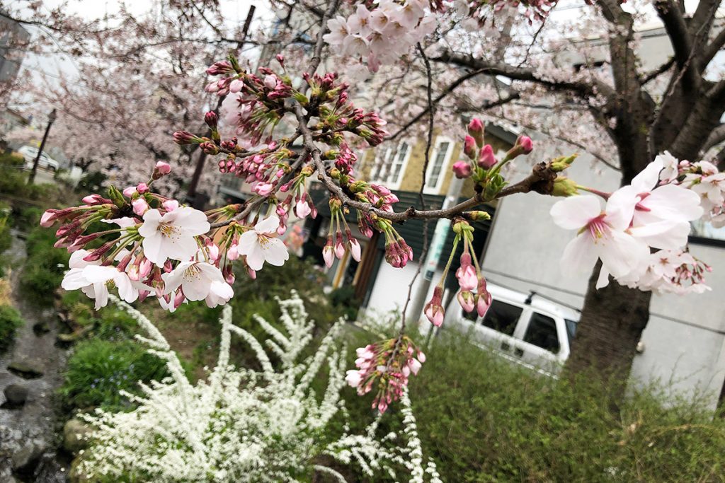 【七分咲き】北沢川緑道 桜の状況 2019-03-29