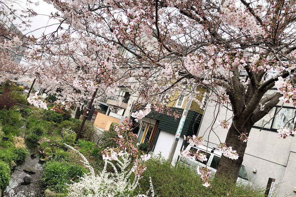 七分咲き 北沢川緑道 桜の状況 19 03 29 下北沢情報サイト しもブロ