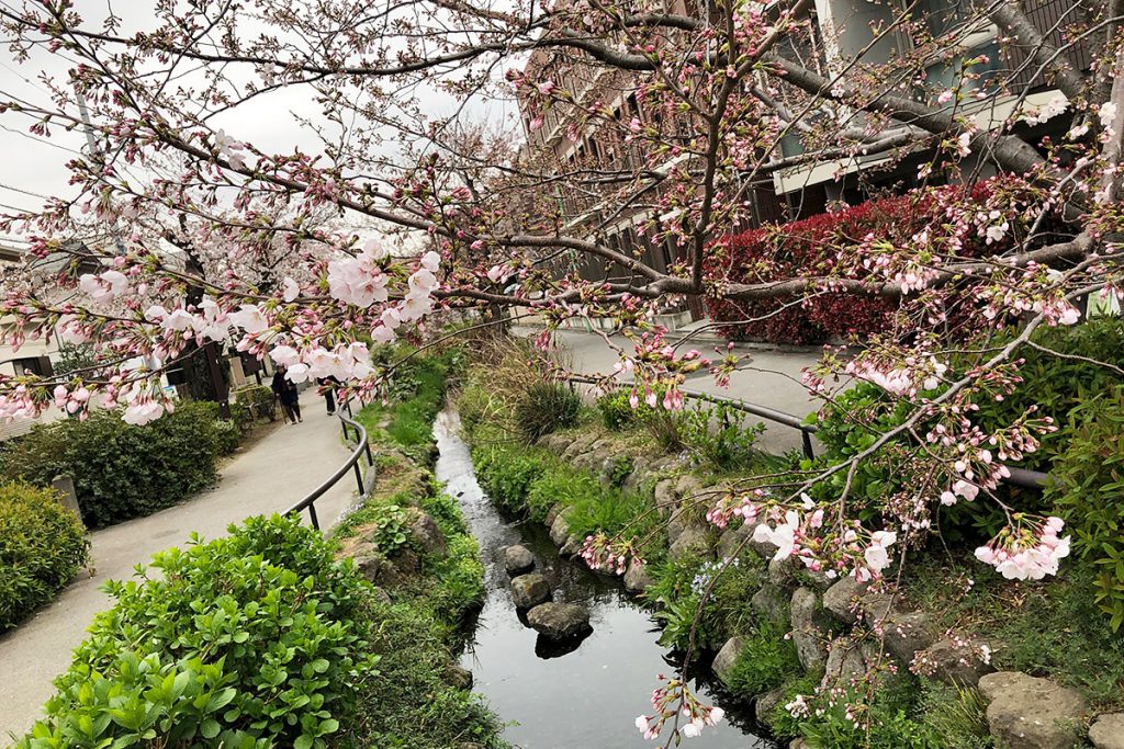 【七分咲き】北沢川緑道 桜の状況 2019-03-29