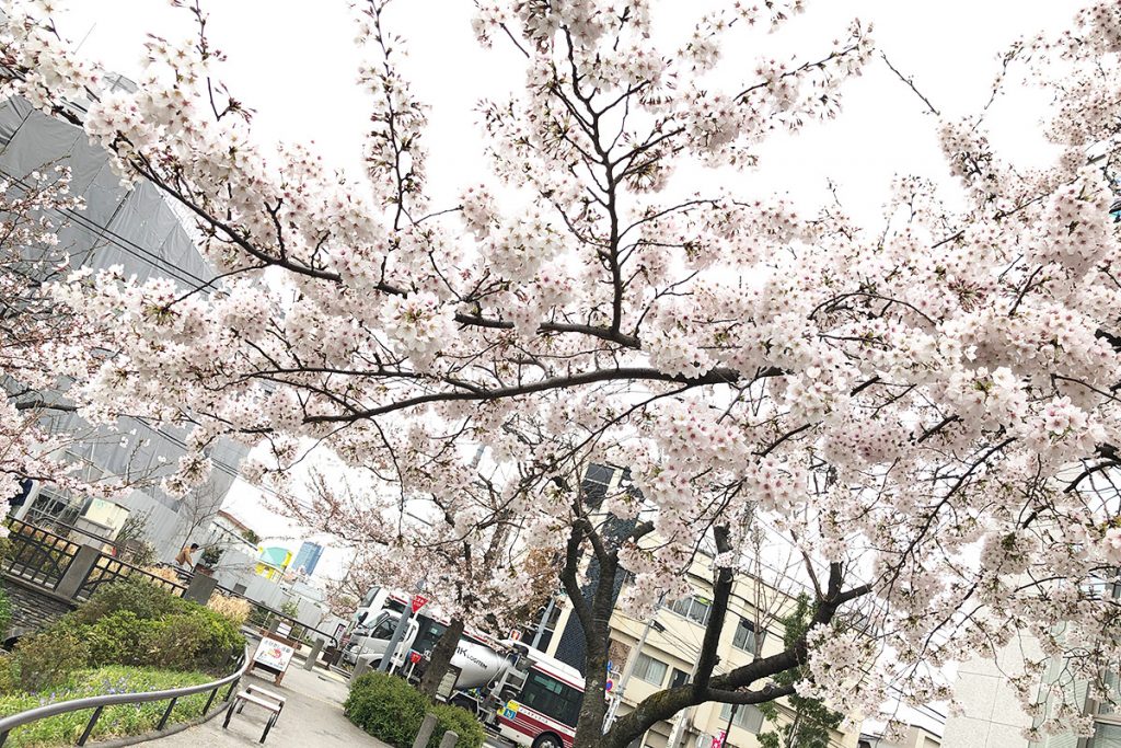【七分咲き】北沢川緑道 桜の状況 2019-03-29
