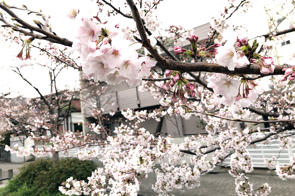七分咲き 北沢川緑道 桜の状況 19 03 29 下北沢情報サイト しもブロ