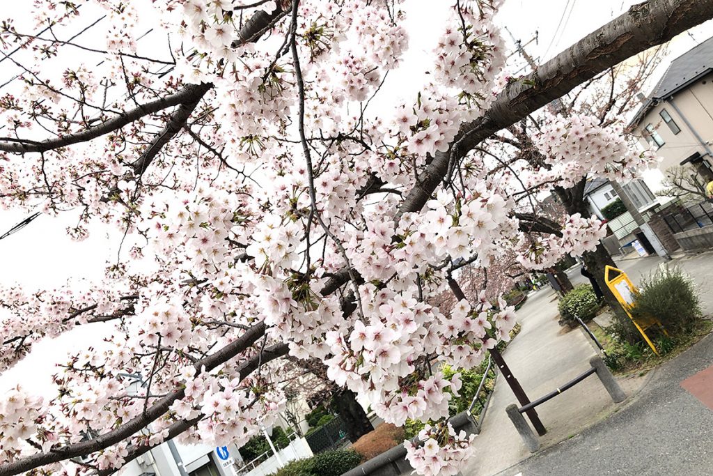 【七分咲き】北沢川緑道 桜の状況 2019-03-29