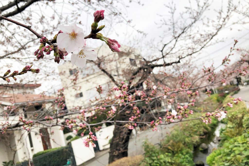【七分咲き】北沢川緑道 桜の状況 2019-03-29