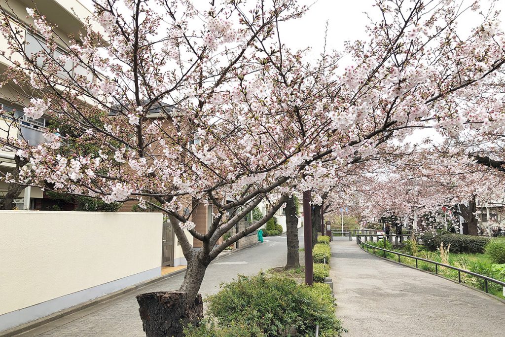 【七分咲き】北沢川緑道 桜の状況 2019-03-29