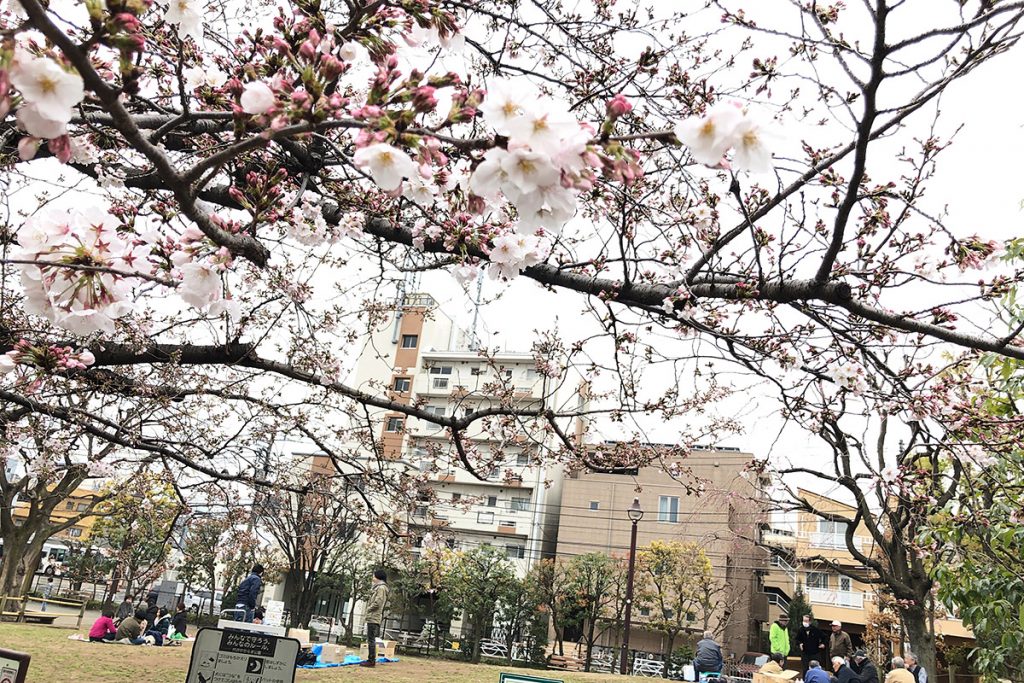 【七分咲き】北沢川緑道 桜の状況 2019-03-29