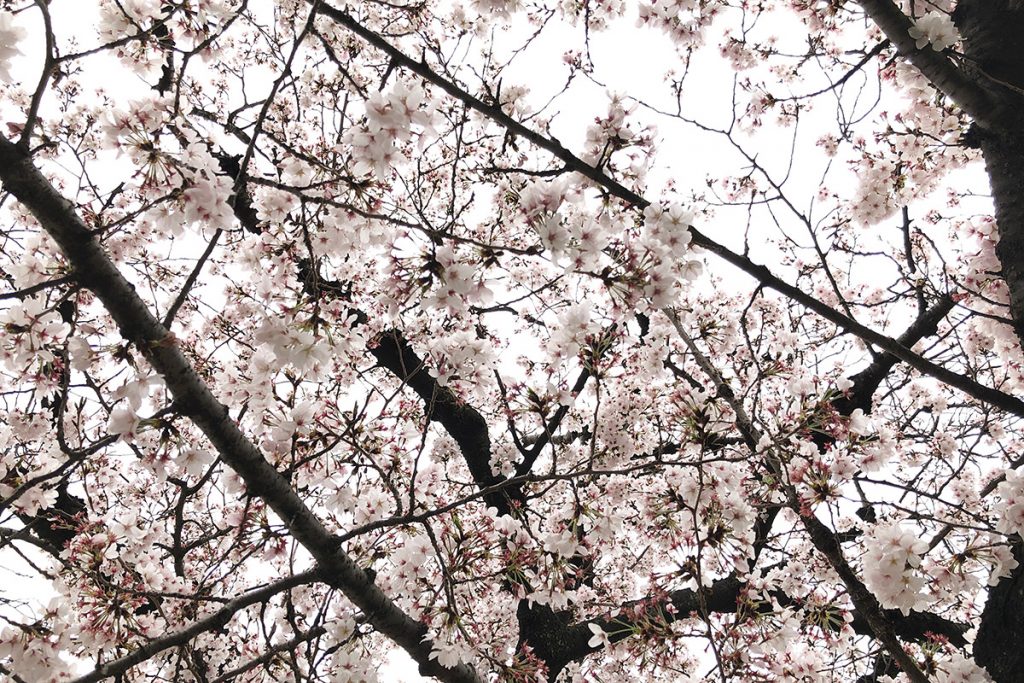 【七分咲き】北沢川緑道 桜の状況 2019-03-29