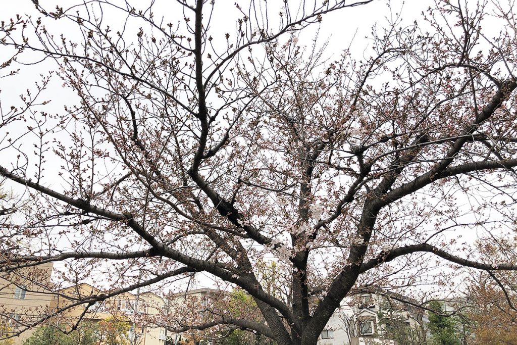 【七分咲き】北沢川緑道 桜の状況 2019-03-29