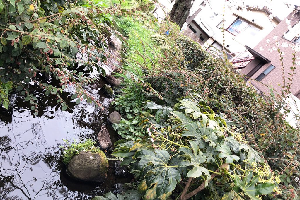 そうそう、今年も北沢川緑道にカルガモのつがいが来てましたよー