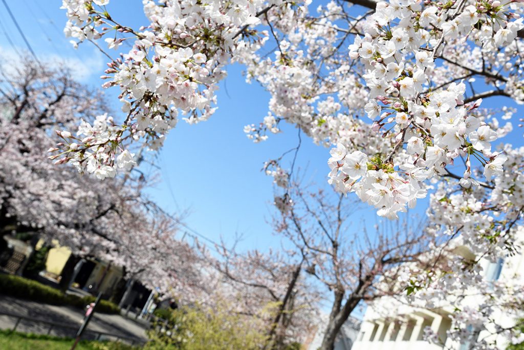 【満開!】北沢川緑道 桜の状況 2019-04-01