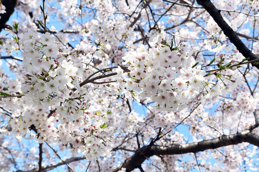 【満開!】北沢川緑道 桜の状況 2019-04-01