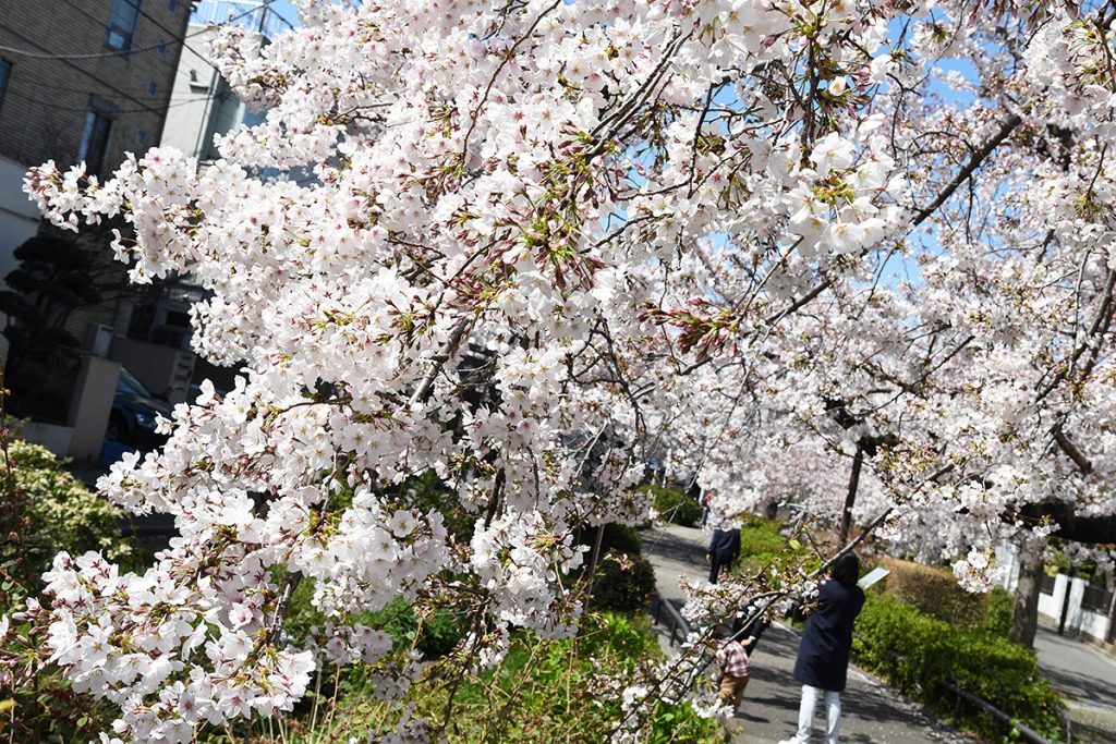 【満開!】北沢川緑道 桜の状況 2019-04-01