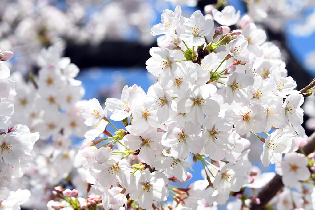 【満開!】北沢川緑道 桜の状況 2019-04-01