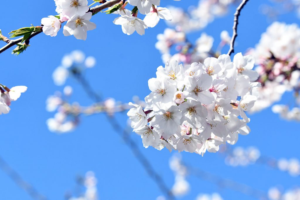 【満開!】北沢川緑道 桜の状況 2019-04-01