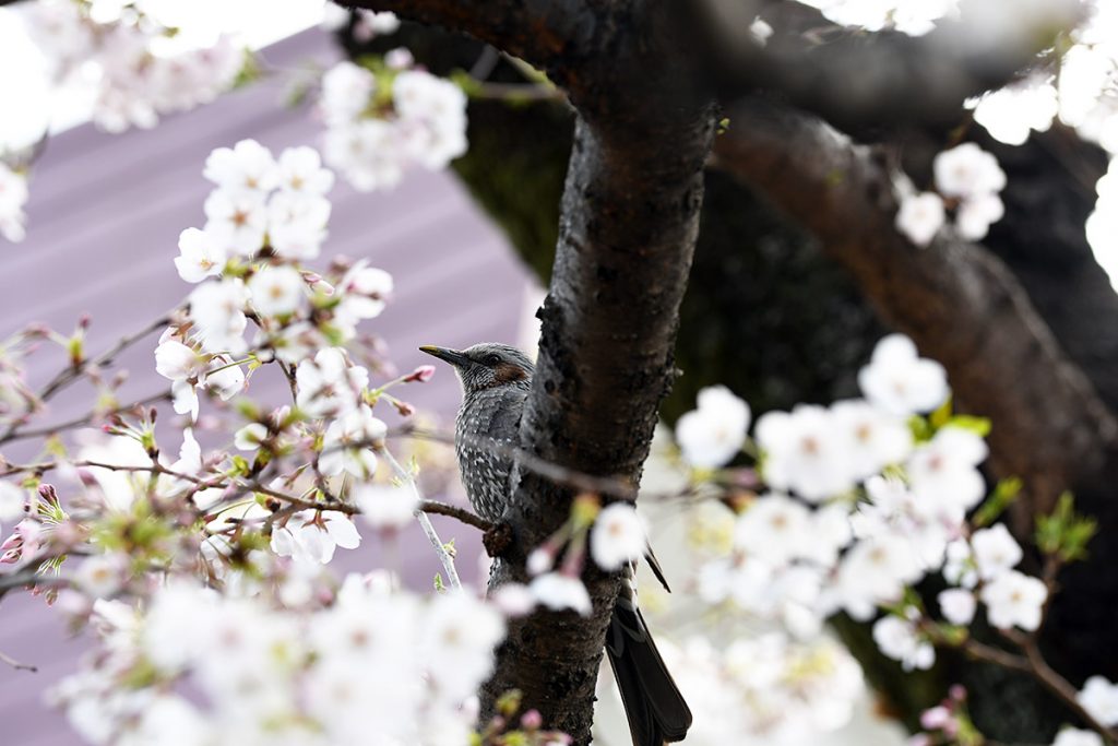 【満開!】北沢川緑道 桜の状況 2019-04-01