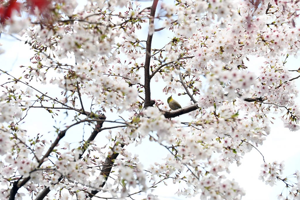 【満開!】北沢川緑道 桜の状況 2019-04-01