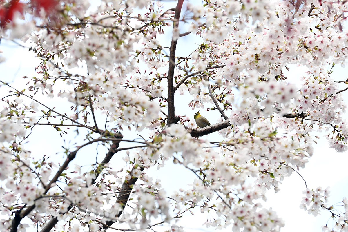 【満開！】北沢川緑道 桜の状況 2019-04-01
