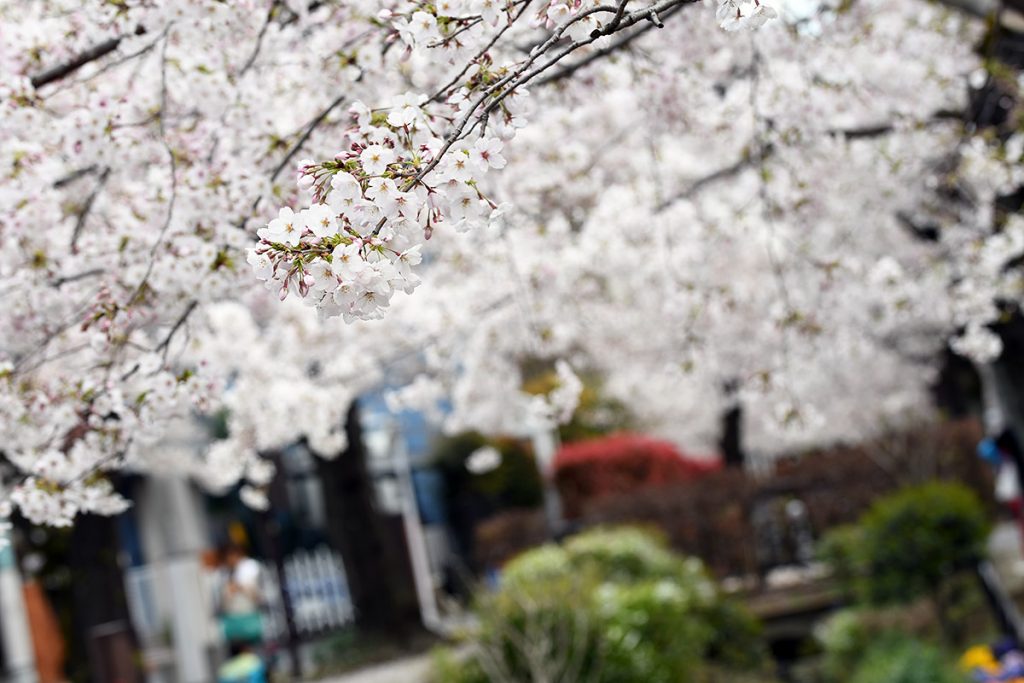 【満開!】北沢川緑道 桜の状況 2019-04-01