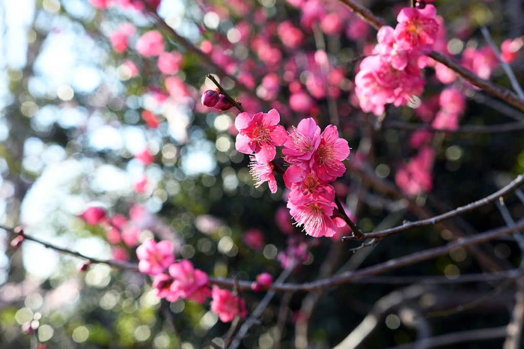 第43回 せたがや梅まつり