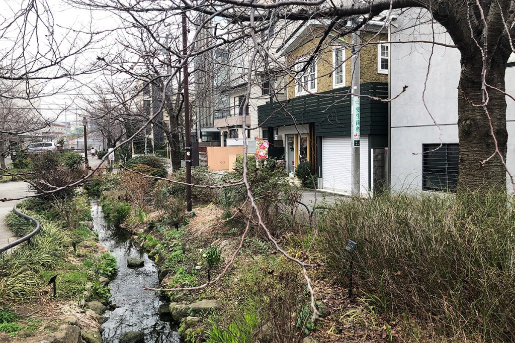 北沢川緑道 桜の状況 2020-02-20