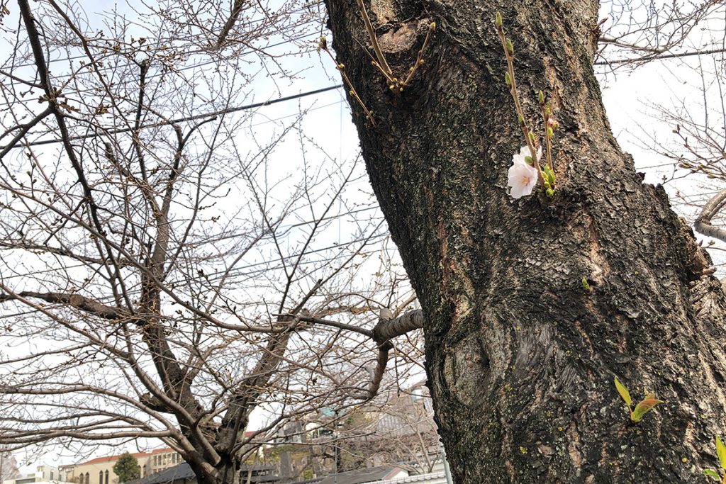 北沢川緑道 桜の状況 2020年3月13日
