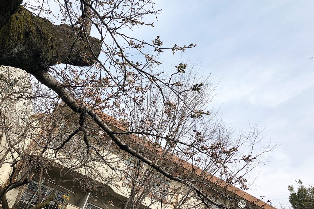 北沢川緑道 桜の状況 2020年3月13日
