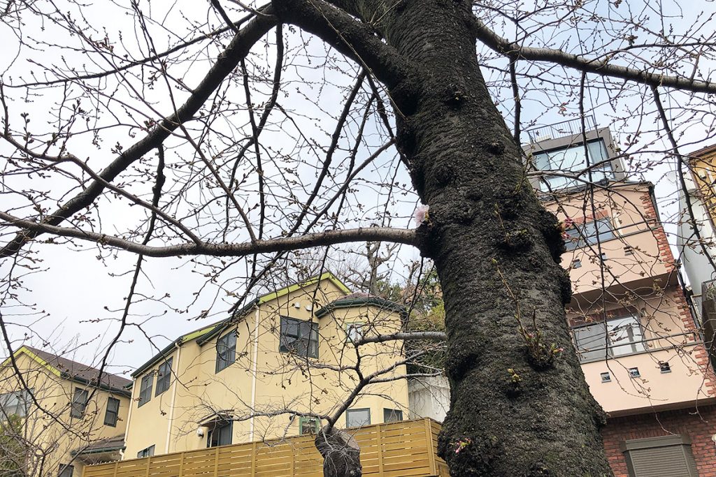 北沢川緑道 桜の状況 2020年3月13日