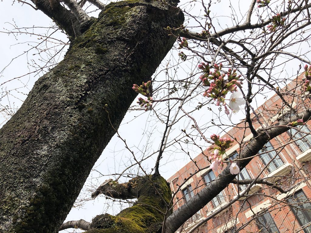 北沢川緑道 桜の状況 2020年3月13日