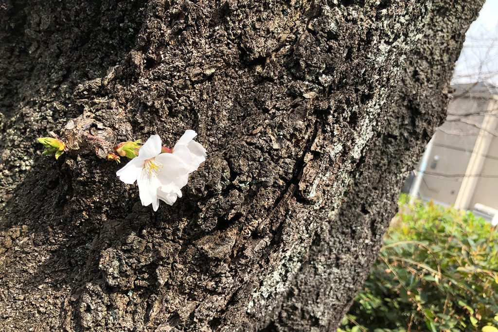 北沢川緑道 桜の状況 2020年3月13日