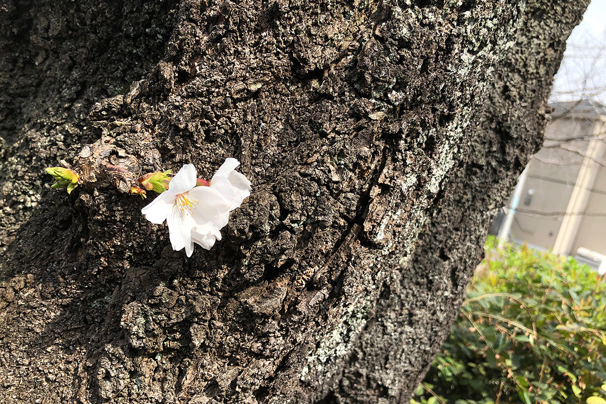 北沢川緑道 桜の状況 2020年3月13日