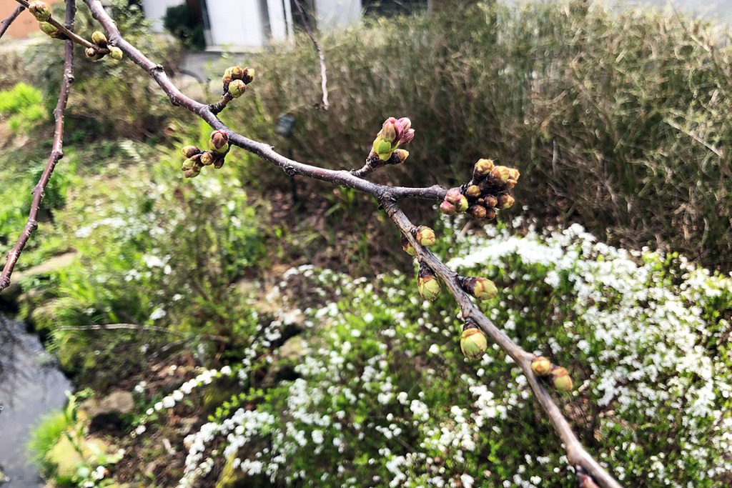 開花目前状態