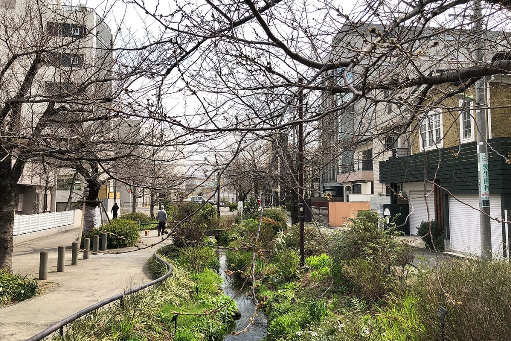 定点観測している桜