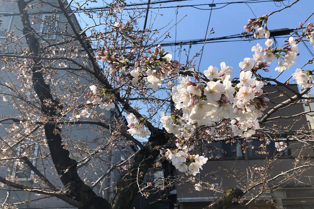 北沢川緑道 桜の状況 2020年3月19日