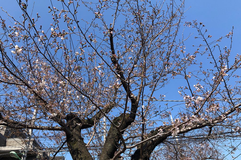 北沢川緑道 桜の状況 2020年3月19日