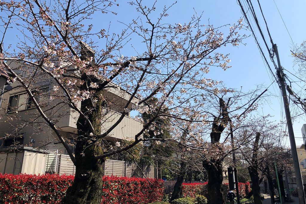 北沢川緑道 桜の状況 2020年3月19日