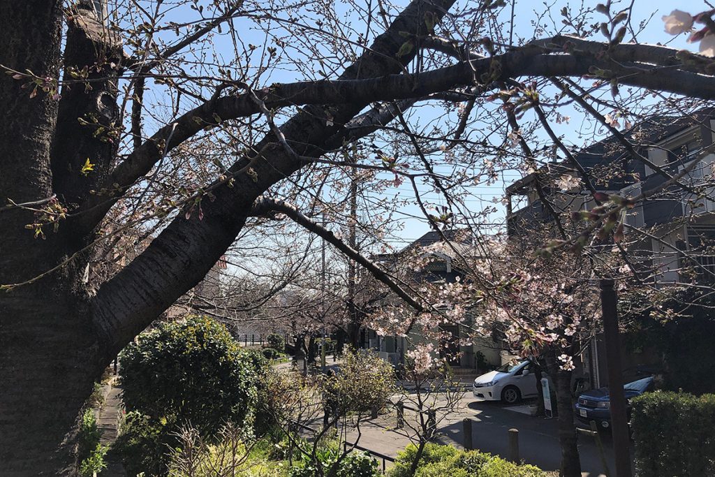 北沢川緑道 桜の状況 2020年3月19日