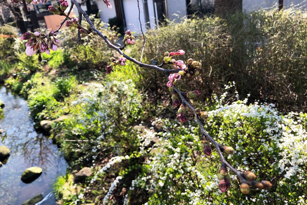 北沢川緑道 桜の状況 2020年3月19日