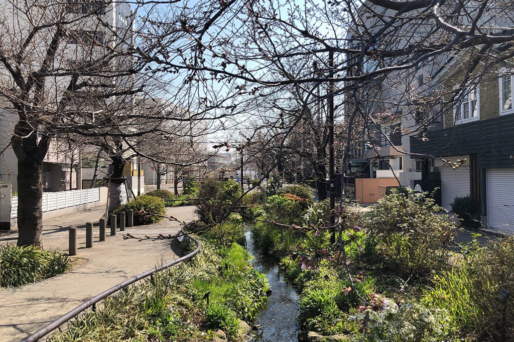 北沢川緑道 桜の状況 2020年3月19日