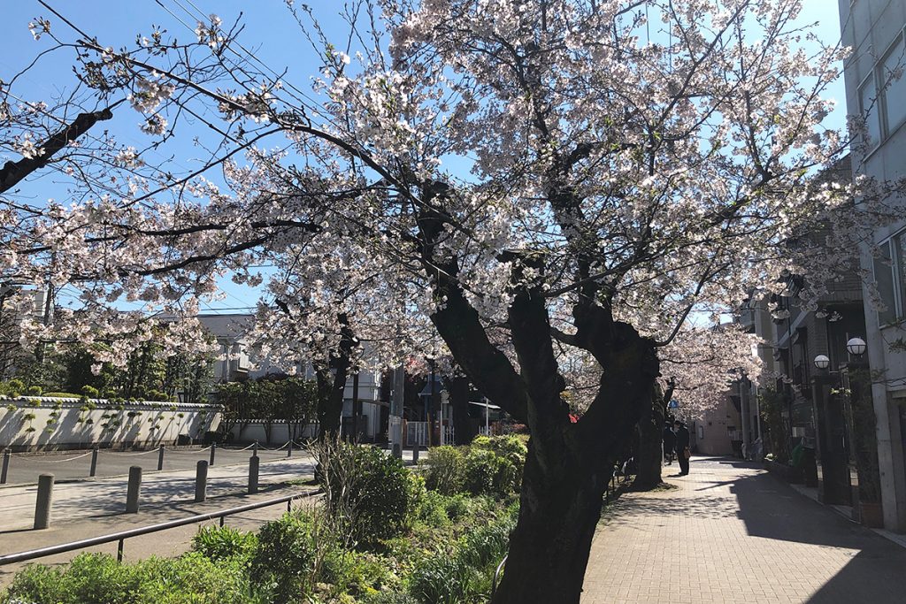 北沢川緑道 桜の状況 2020年3月24日