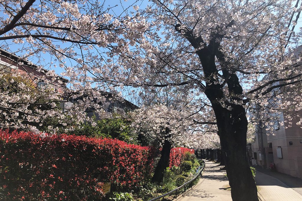 北沢川緑道 桜の状況 2020年3月24日